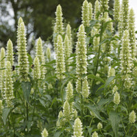 Duftnessel 'Alabaster' - Bakker