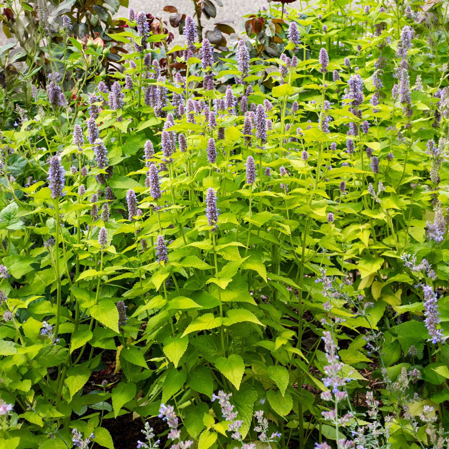Duftnessel Golden Jubilee - Agastache rugosa Golden Jubilee - Bakker