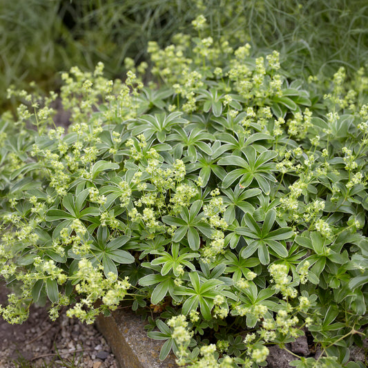 Alpen-Silbermantel - Bakker