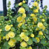 Doppelte Stachelrosen Gelb (x3) - Bakker