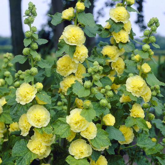 Stockrose Chater´s Double Yellow - Bakker