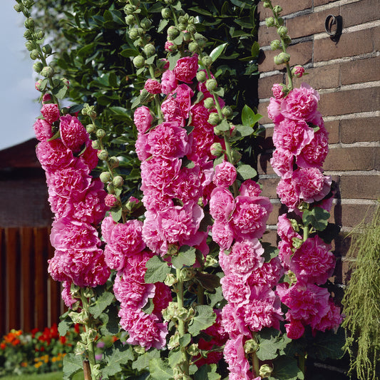 Stockrose Chaters Double Group Pink - Bakker