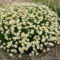 Färber-Hundskamille Sauce Hollandaise - Anthemis x hybrida Sauce Hollandaise - Bakker
