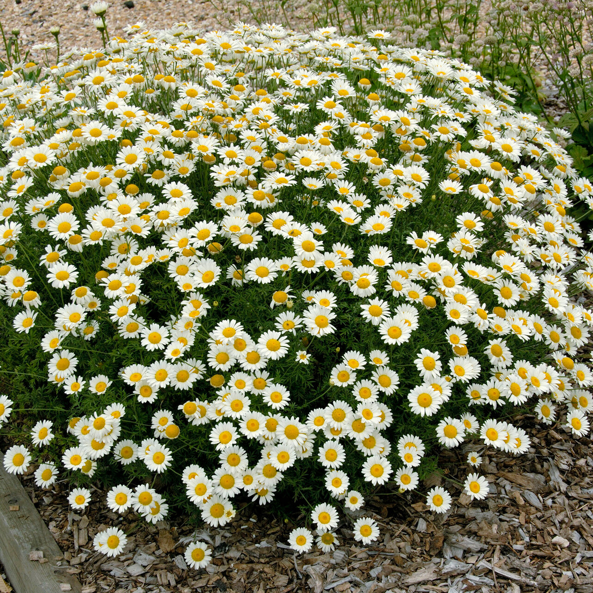 Färber-Hundskamille Sauce Hollandaise - Anthemis x hybrida Sauce Hollandaise - Bakker