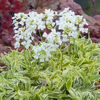 Kriechende Araberwurz Old Gold - Arabis ferdinandi-coburgii Old Gold - Bakker
