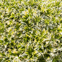 Arabis ferdinandi-coburgii Old Gold - Kriechende Araberwurz Old Gold - Stauden