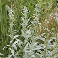 Silbriger Beifuß Silver Queen - Artemisia ludoviciana silver queen - Bakker