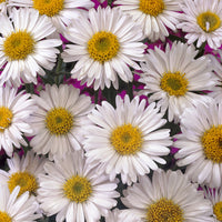 Alpen-Aster 'Albus' - Aster alpinus Albus - Bakker