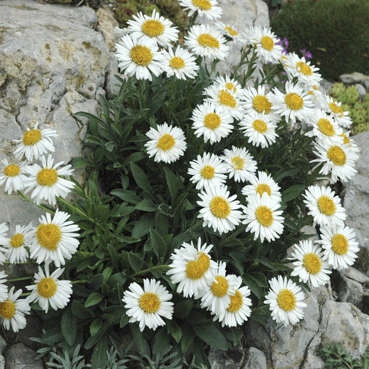 Alpen-Aster 'Albus' - Bakker