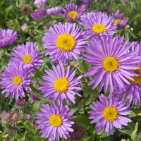 Aster alpinus Happy End - Alpenastern Happy End (x3) - Astern