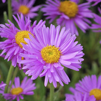 Astern - Alpenastern Happy End (x3) - Aster alpinus Happy End
