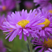 Alpenastern Happy End (x3) - Aster alpinus Happy End - Bakker