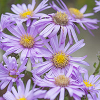 Asters amelle Rosa Erfüllung Christusauge (x3) - Aster amellus Rosa Erfüllung - Bakker
