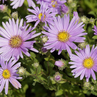 Asters amelle Rosa Erfüllung Christusauge (x3) - Bakker