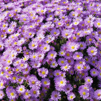 Kissen-Aster 'Herbstgruß vom Bresserhof' - Aster dumosus Herbstgruss vom Bresserhof - Bakker