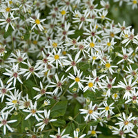 Aster divaricatus - Divarischer Astern (x3) - Astern