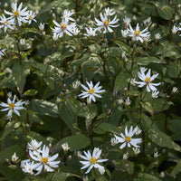 Divarischer Astern (x3) - Aster divaricatus - Bakker