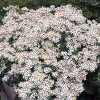 Astern - Divarischer Astern (x3) - Aster divaricatus