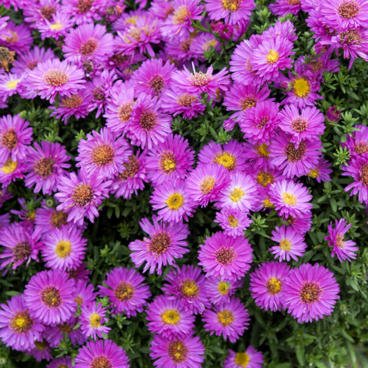 Glattblatt-Aster Starlight - Bakker