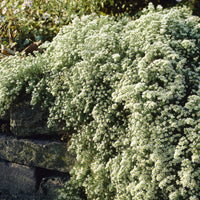 Stauden - Erikoid-Aster Snowflurry (x3) - Aster ericoides Snowflurry