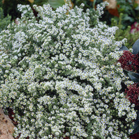 Erikoid-Aster Snowflurry (x3) - Bakker