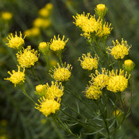 3 Goldhaar-Astern - Aster linosyris - Bakker