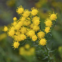 Aster linosyris - 3 Goldhaar-Astern - Astern