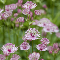 Große Astronomie - Astrantia major - Bakker