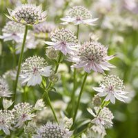 Astrantia major Florence - Große Astronomie Florenz - Astrantia