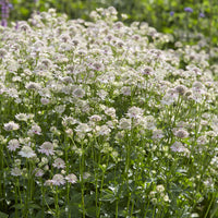 Große Astronomie Florenz - Astrantia major Florence - Bakker