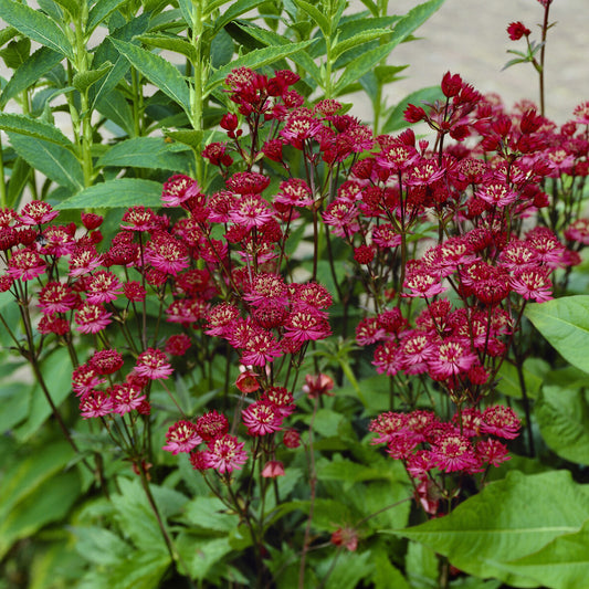 Große Sterndolde Ruby Wedding