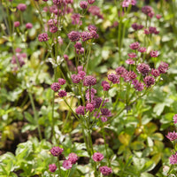 Große Astronomie Venedig - Astrantia major Venice - Bakker