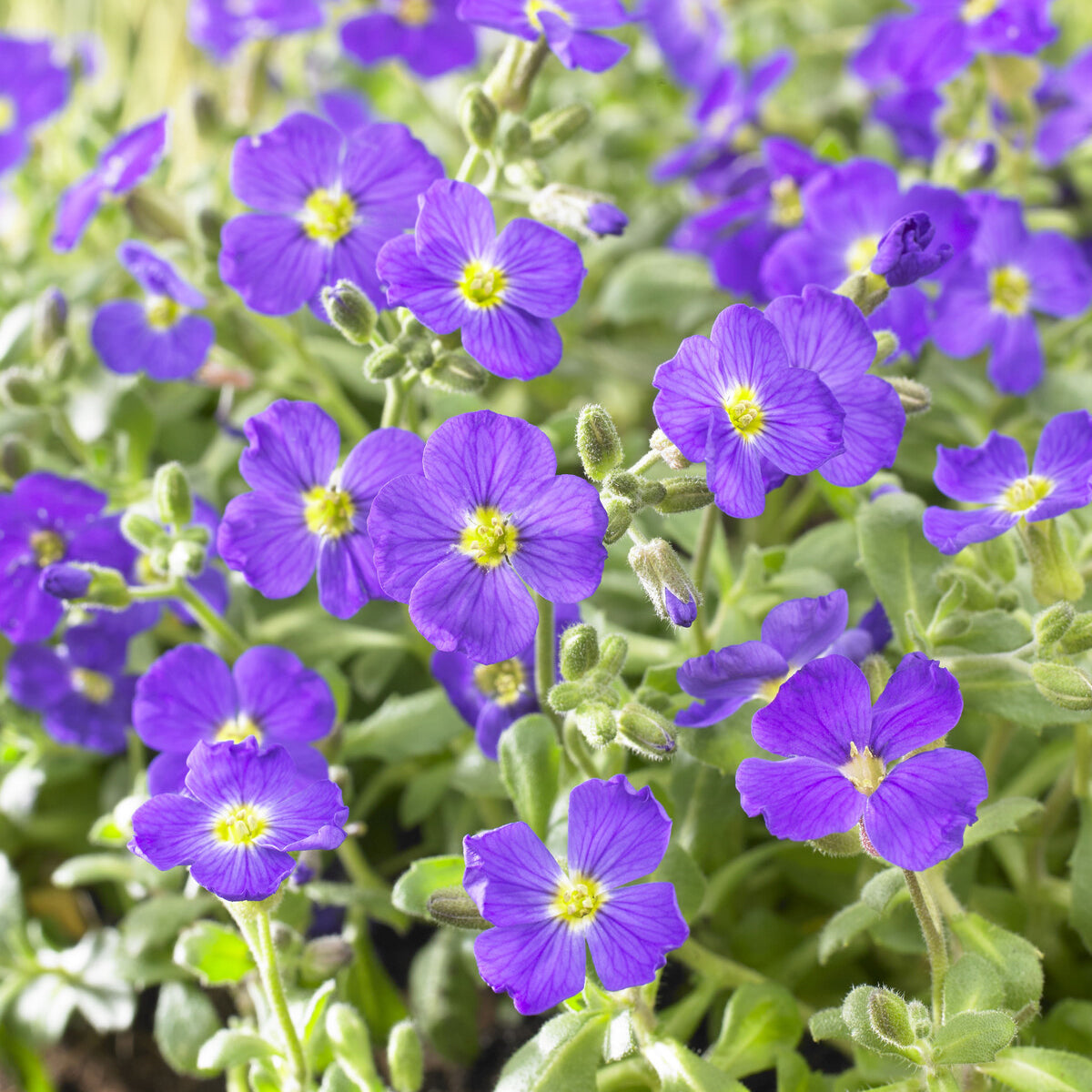 Blaukissen 'Cascade Blue' - Bakker