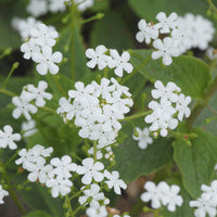 Brunnera macrophylla Betty Bowring - Kaukasisches Vergissmeinnicht Betty Bowring - Stauden