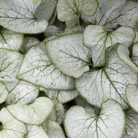 Stauden - Kaukasisches Vergissmeinnicht Looking Glass - Brunnera macrophylla Looking Glass