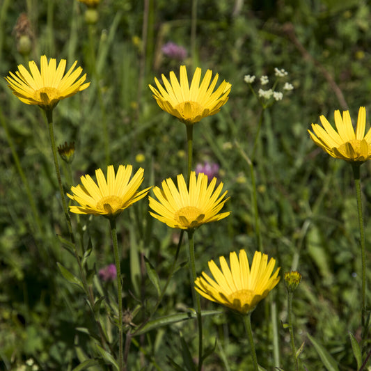 Gelbes Ochsenauge (x3)