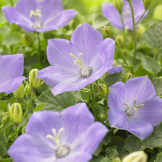 Karpaten-Glockenblume Blaue Clips