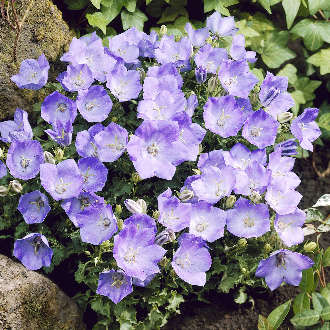 Campanula carpatica - Karpaten-Glockenblume