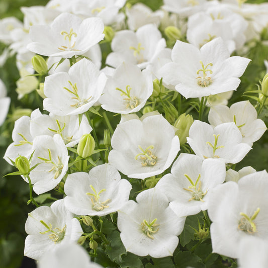 Karpaten-Glockenblume 'Weiße Clips' - Bakker