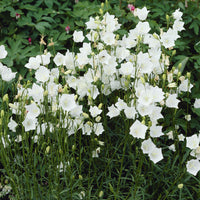 Verkauf Pfirsichblättrige Glockenblume Alba (x3) - Campanula persicifolia Alba