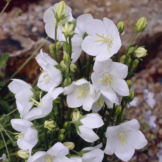 Pfirsichblättrige Glockenblume Alba (x3)