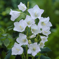 Campanula persicifolia Alba - Pfirsichblättrige Glockenblume Alba (x3) - Glockenblumen