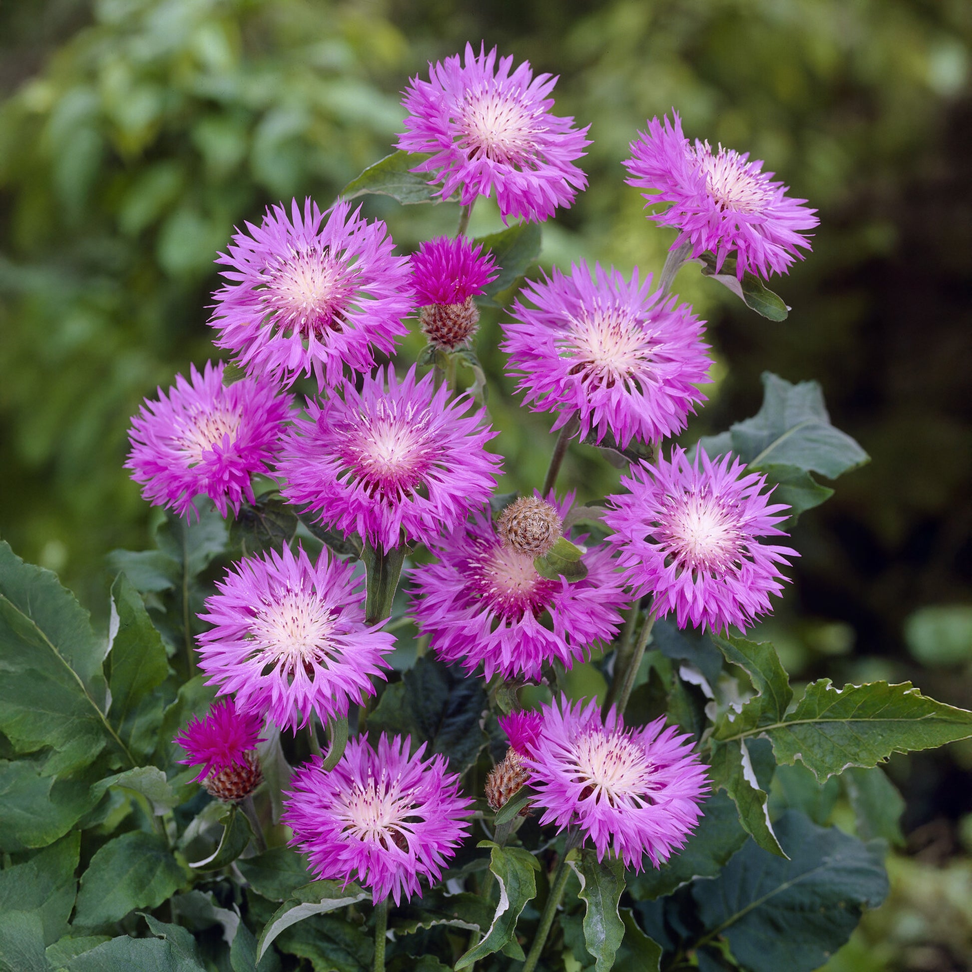 Weißblättrige Flockenblume John Coutts - Centaurea hypoleuca john coutts - Bakker