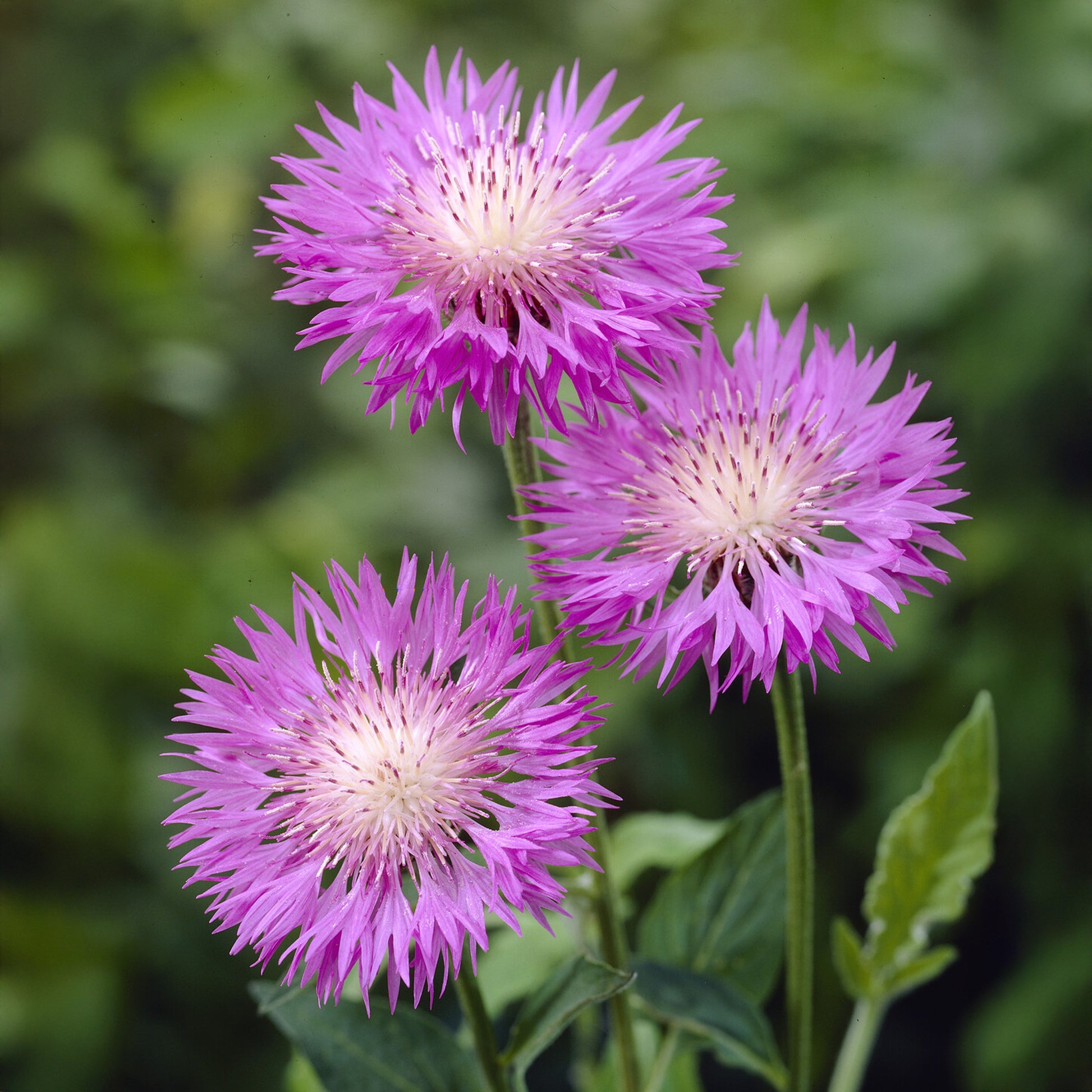 Weißblättrige Flockenblume John Coutts - Bakker