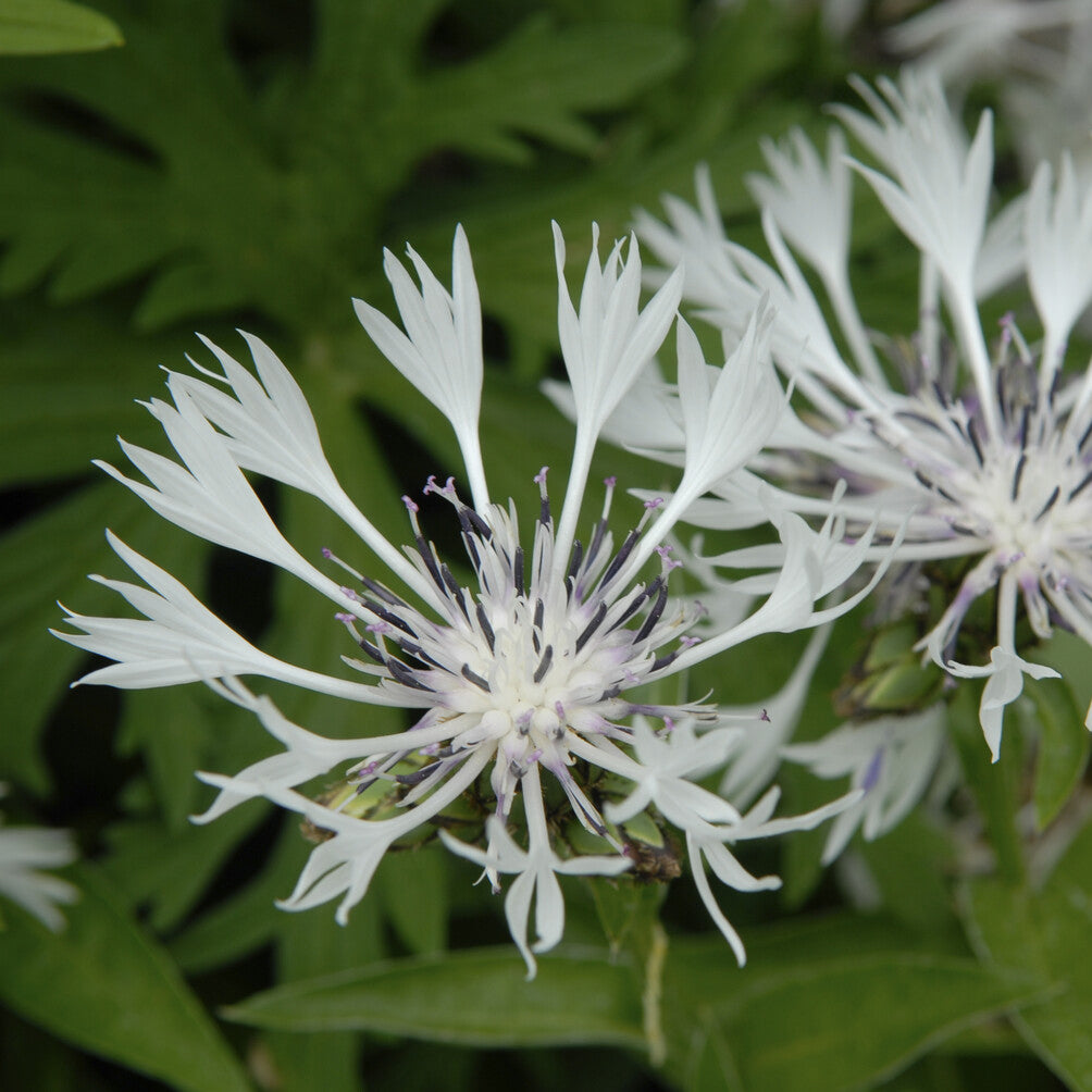Weiße Bergflockenblume - Centaurea montana Alba - Bakker