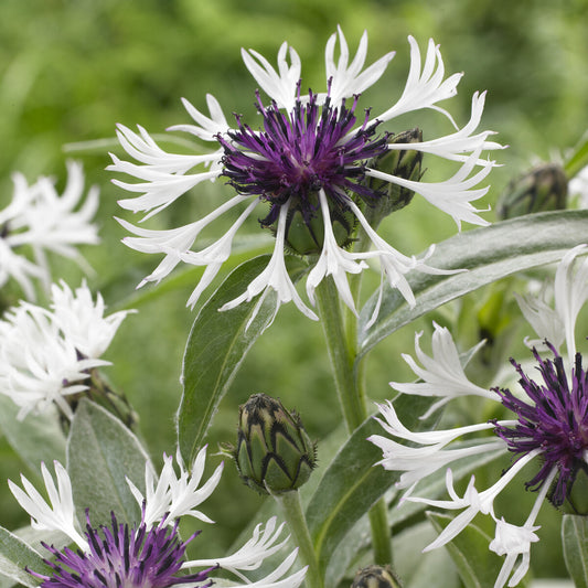 Berg-Flockenblume Amethyst in Snow - Bakker
