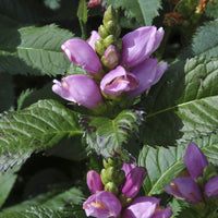 Schräge Galanen (x3) - Chelone obliqua - Bakker