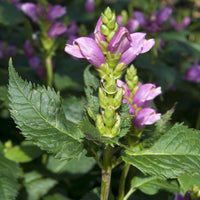 Verkauf Schräge Galanen (x3) - Chelone obliqua