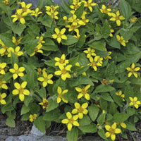Chrysogonum virginianum - Goldenes Knie - Stauden