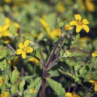 Goldenes Knie - Chrysogonum virginianum - Bakker